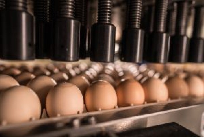 Vacinação in ovo impulsiona produtividade e sustentabilidade na avicultura e já imuniza 20 bilhões de frangos por ano