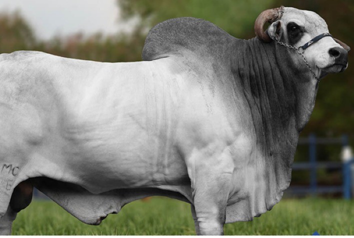 Alta reforça liderança em genética zebuína na ExpoZebu 2026 e destaca consistência de reprodutores de corte e leite