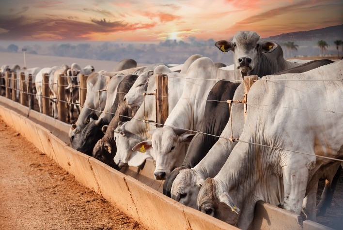 Confinamento bovino sob pressão: adaptação sanitária dos lotes define desempenho e custo por arroba na pecuária intensiva