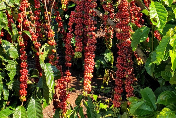 Café robusta cresce no Brasil, dobra produção em 9 anos e reduz distância para o arábica