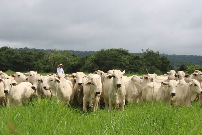 Mesa Brasileira da Pecuária Sustentável propõe ajustes no Programa Caminho Verde para ampliar recuperação de pastagens no Brasil