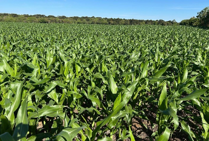 Defensivos agrícolas para milho e soja ganham destaque na Agrishow 2026 com novas tecnologias no campo