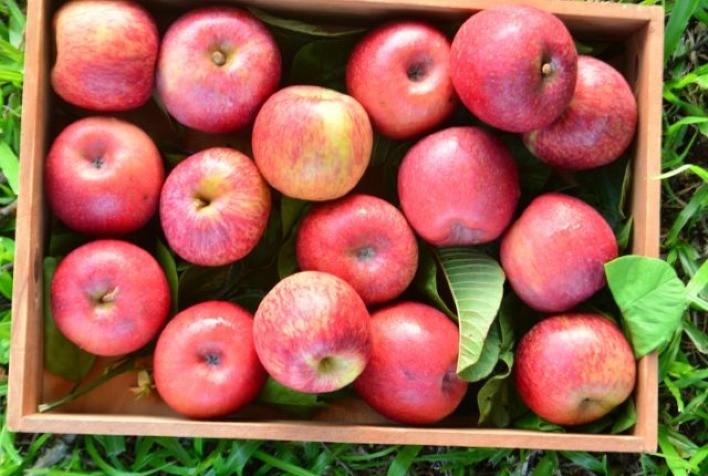 Preços da maçã caem quase 9% nas Ceasas e ampliam movimento de baixa nas frutas, aponta Conab