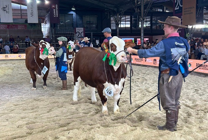 Hereford e Braford ganham valorização no mercado com avanço genético e forte demanda em exposição nacional