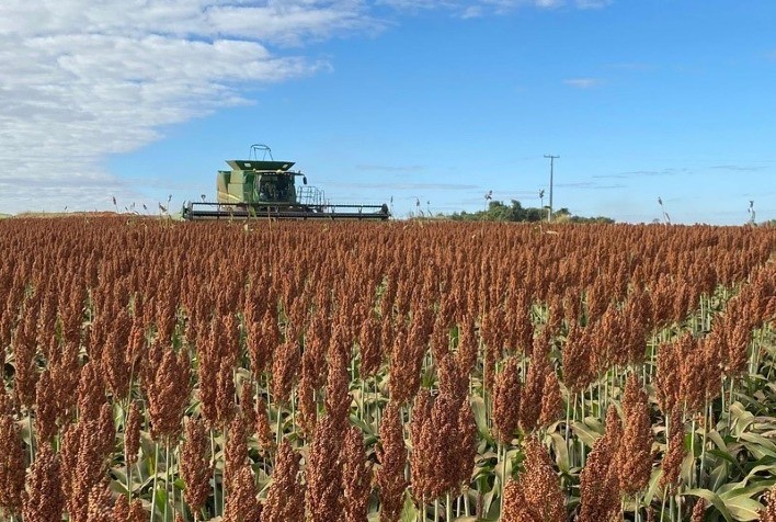 Produção de sorgo no Brasil deve crescer 22% na safra 2025/26 e reforça protagonismo global