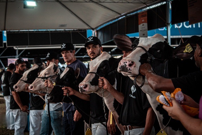 Fenasul Expoleite 2026 destaca raça holandesa com programação técnica em Esteio e entrada gratuita