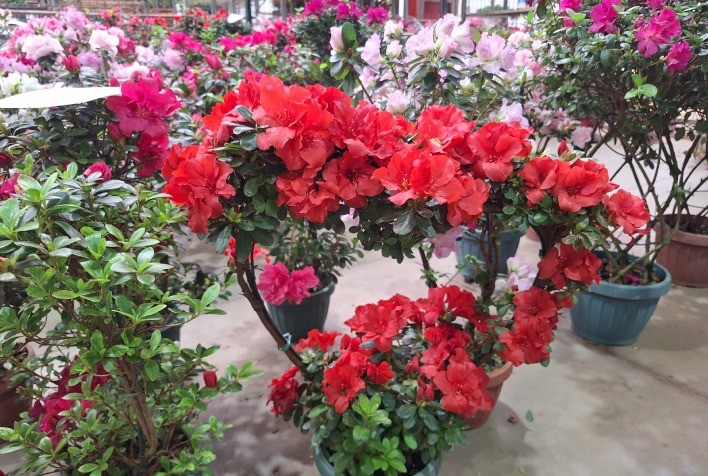 Ceaflor reforça operação logística e projeta alta de mais de 70% nas vendas de flores para o Dia das Mães
