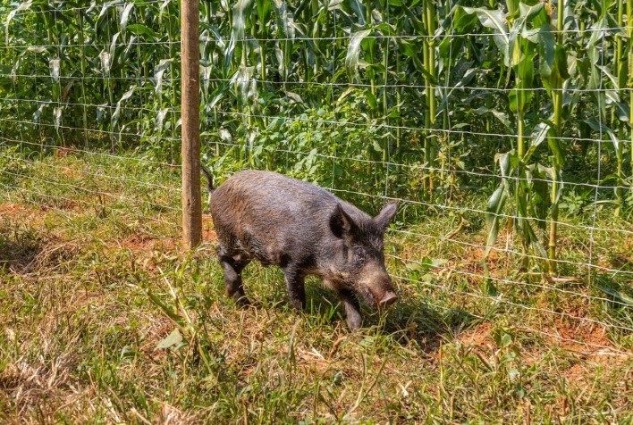 Ataques de javaporcos na safrinha do milho aumentam risco de perdas de até 40% nas lavouras brasileiras