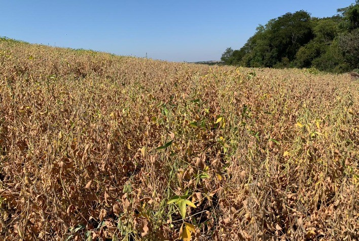 Seguro rural: notificação prévia e provas técnicas são essenciais para garantir indenização ao produtor
