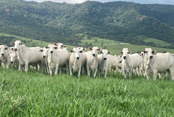 Boi gordo fecha abril com preços firmes no Brasil, apesar de pressão na segunda quinzena