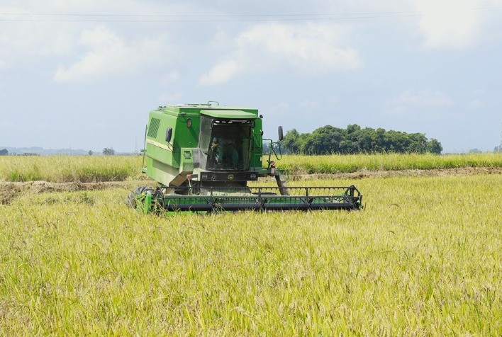 Crise no Estreito de Ormuz encarece insumos e ameaça produção de arroz em Santa Catarina