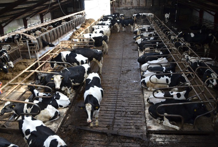Custo de produção do leite sobe no Paraná com alta do milho e farelo de soja, aponta Deral