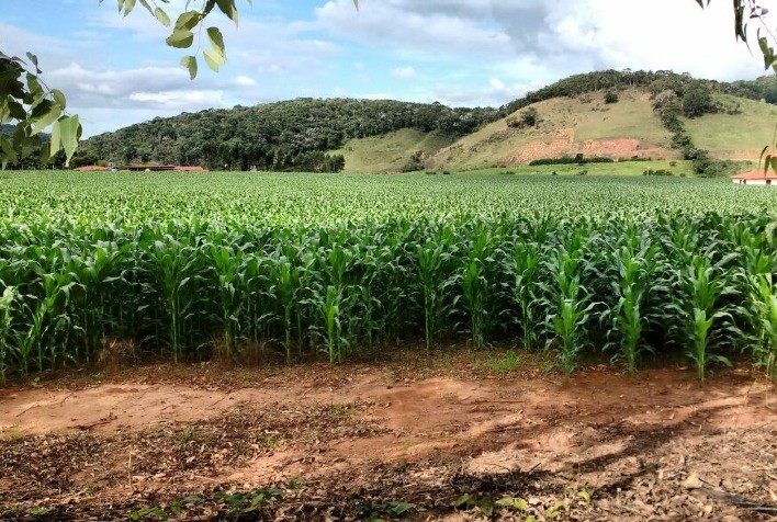 Milho em Mato Grosso: área é mantida em 7,39 milhões de hectares e produção da safra 2025/26 deve superar 52 milhões de toneladas
