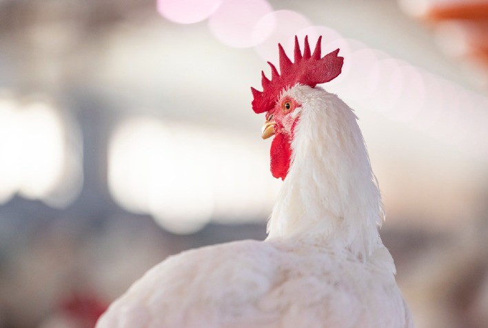 Dia Mundial do Frango destaca protagonismo global da proteína e reforça importância da sanidade na avicultura