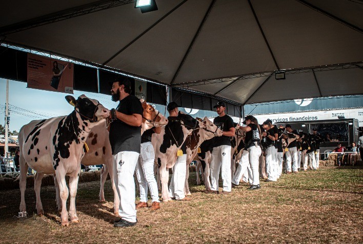Raça Holandesa leva 125 animais à Fenasul Expoleite 2026 em Esteio (RS)