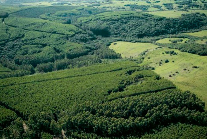 Brasil reduz perdas florestais em 42% em 2025 e lidera queda global, aponta Global Forest Watch