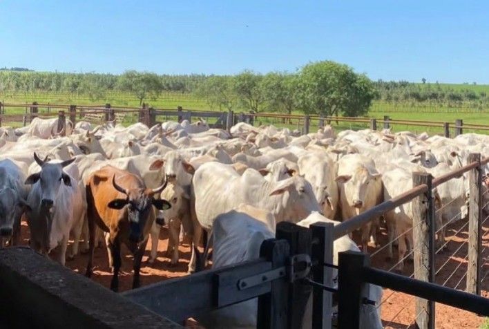 Justiça suspende cobrança de dívida rural e garante fôlego financeiro a pecuarista no Paraná