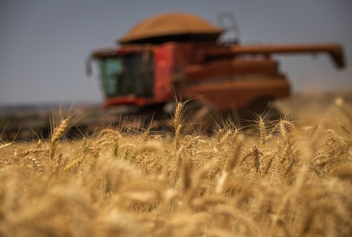 Mercado de trigo trava no Sul do Brasil com impasse de preços e segue pressionado por cenário internacional em Chicago