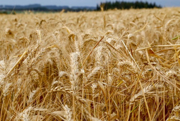 Clima favorece trigo, milho e culturas de inverno no Paraná, aponta Deral