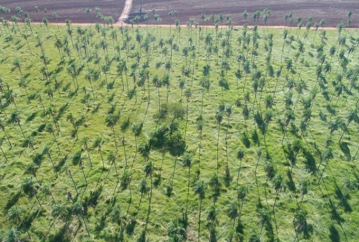 Regularização ambiental no campo vira oportunidade de renda para produtores rurais em São Paulo