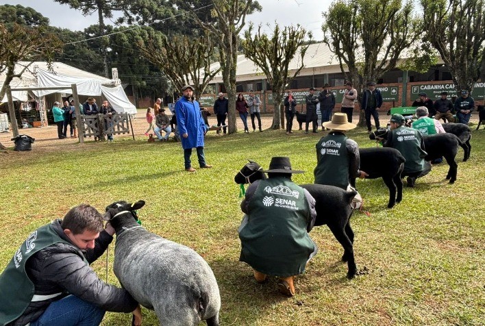 Fenovinos terá participação recorde de quase 500 ovinos durante a Fenasul Expoleite em Esteio
