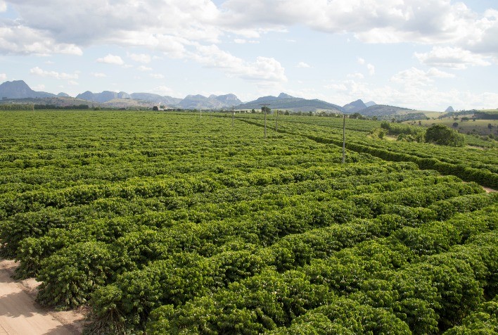 Colheita do café conilon exige atenção à maturação dos frutos e manejo da lavoura no Espírito Santo