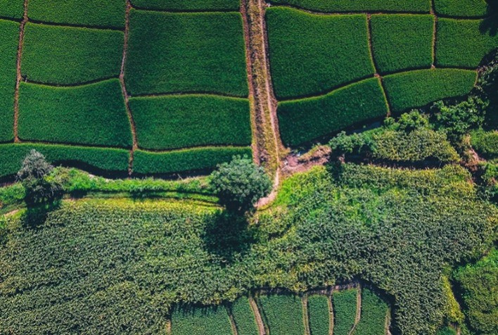 Crédito rural e Prodes: falsos-positivos preocupam produtores e acendem alerta no agronegócio
