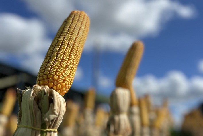 Milho safrinha 2025/26 terá aumento de área, mas produção deve cair quase 10% no Brasil