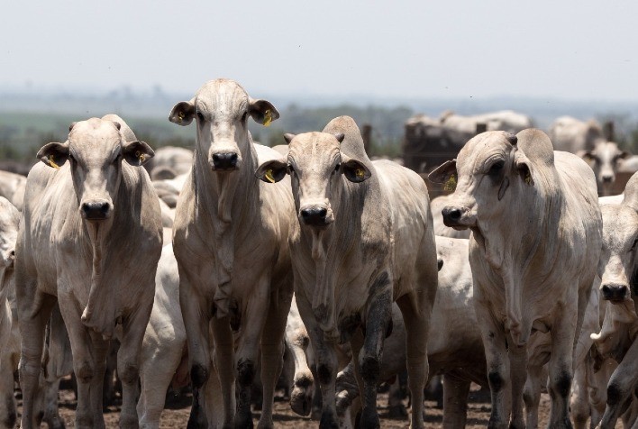 Preço do boi gordo perde força antes do Dia das Mães e mercado aponta acomodação da arroba