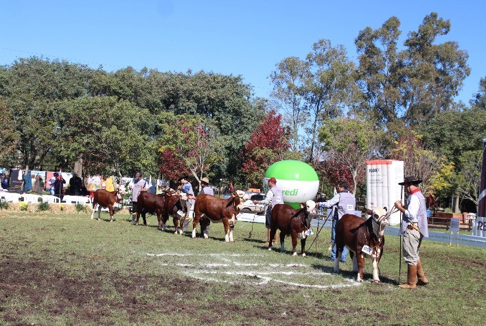 Exposição de Outono em Uruguaiana destaca genética Hereford e Braford e movimenta pecuária gaúcha