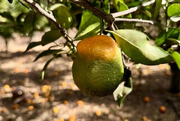Agrodefesa inicia levantamento fitossanitário do greening em Goiás para conter avanço da principal doença dos citros