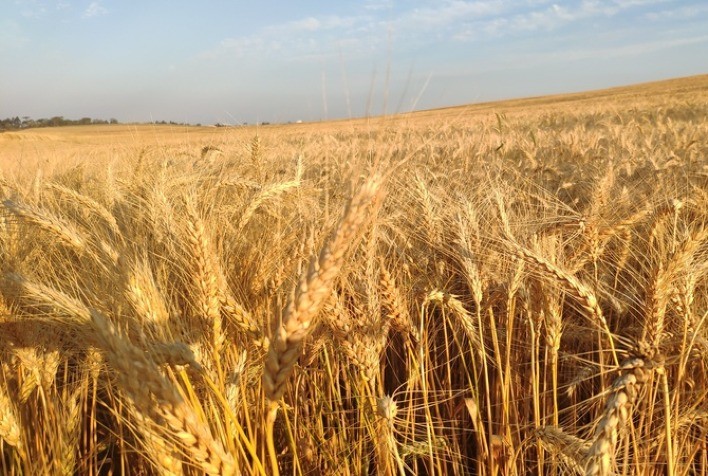 El Niño 2026 deve aumentar umidade dos grãos e elevar risco de perdas na safra de inverno no Sul