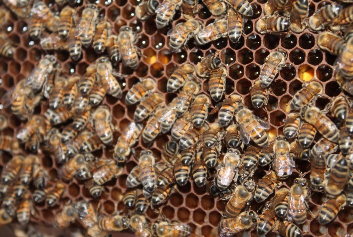 Agrodefesa e CropLife Brasil lançam guia para proteger abelhas e fortalecer polinização no agronegócio