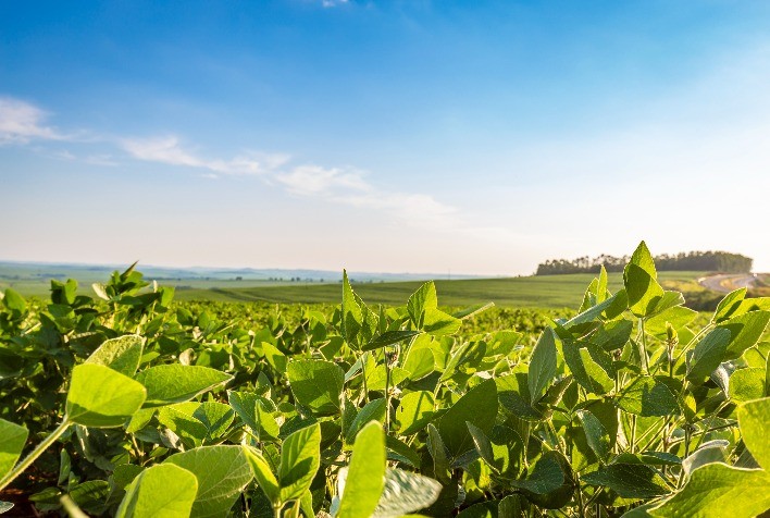 Área tratada com defensivos agrícolas cresce 7,5% em 2025 e supera 2,6 bilhões de hectares no Brasil