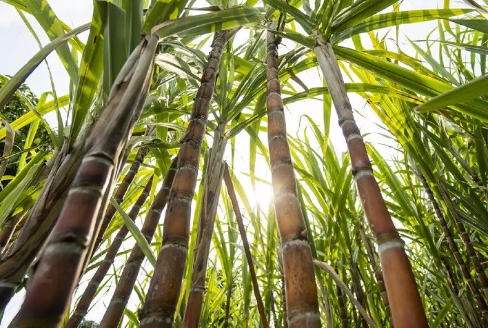 Safra de cana 2026 em SP começa antecipada e usinas ampliam aposta na produção de etanol
