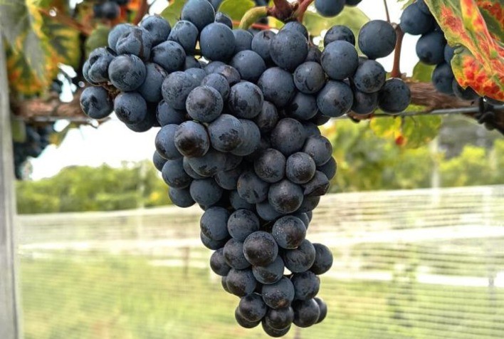 Enologia de precisão ganha espaço no Brasil e impulsiona nova era da produção de vinhos