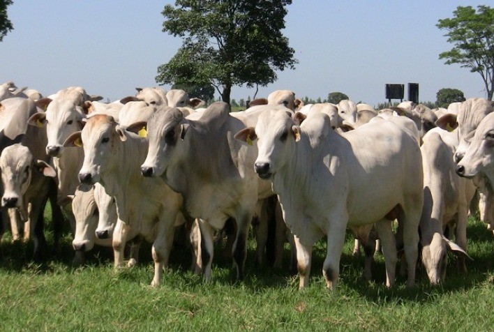 Boi gordo inicia semana com mercado travado, mas exportações de carne bovina disparam e podem bater recorde em maio