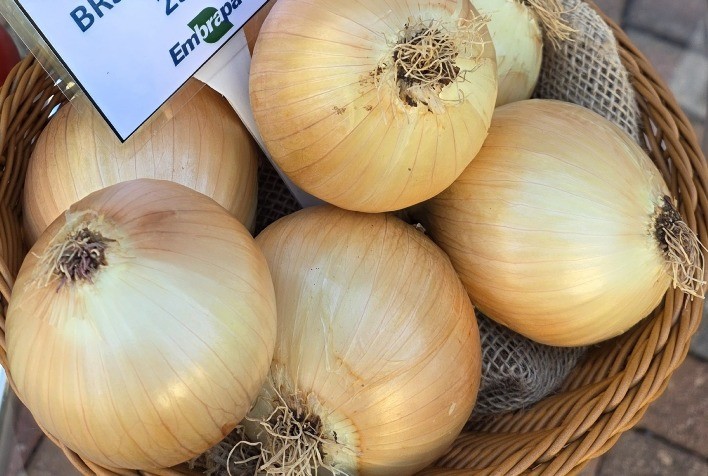Nova cebola da Embrapa reduz riscos do cultivo no verão e pode elevar produtividade no Cerrado