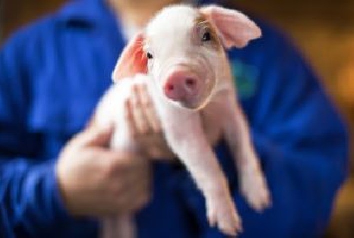 Imunocastração ganha espaço na suinocultura brasileira e impulsiona produtividade com foco em bem-estar animal
