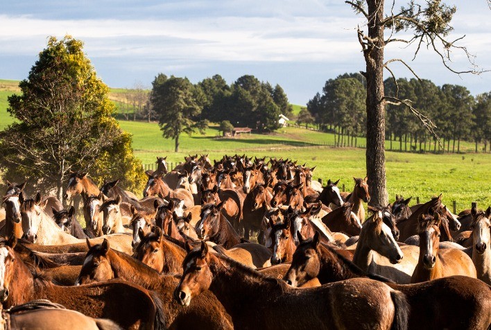Mercado do cavalo Crioulo cresce com novas modalidades e maior participação de proprietários