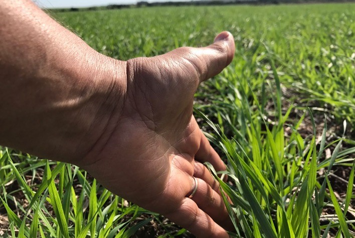 Trigo pode ganhar até 423 kg por hectare com manejo fisiológico em cenário de El Niño