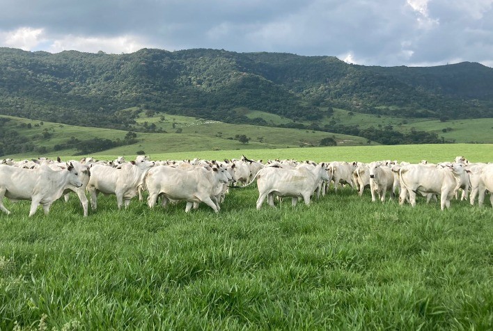Boi gordo recua em São Paulo com aumento da oferta e consumo enfraquecido de carne bovina