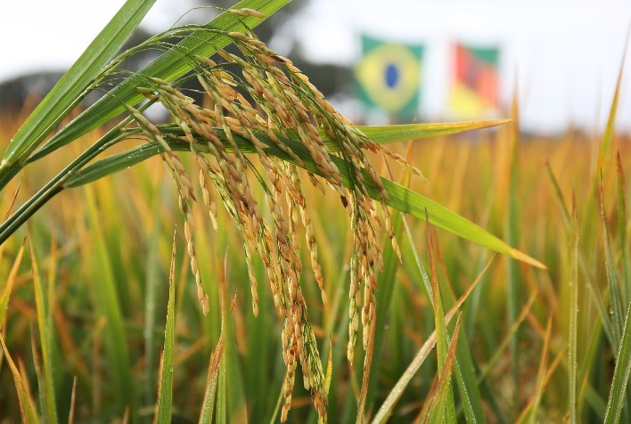 Federarroz cobra apoio emergencial ao agro gaúcho e defende tratamento diferenciado para produtores do RS
