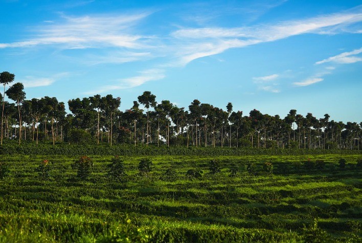 Cerrado Mineiro lança nova marca global na World of Coffee Brussels 2026 e reforça liderança no mercado de cafés especiais