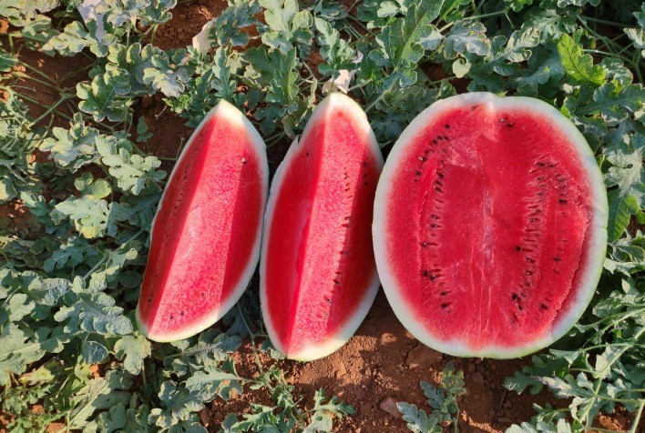 Melancia ganha espaço no mercado brasileiro com foco em sabor, qualidade e maior vida útil pós-colheita