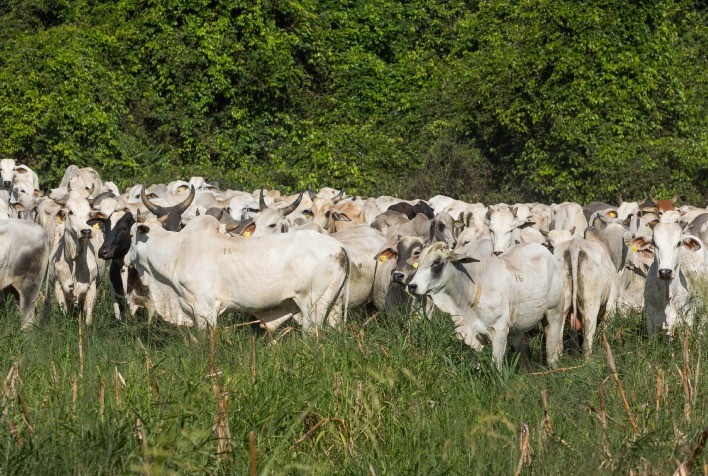 Prazo da Declaração de Rebanho 2026 em Goiás termina neste domingo e pecuaristas devem regularizar cadastro