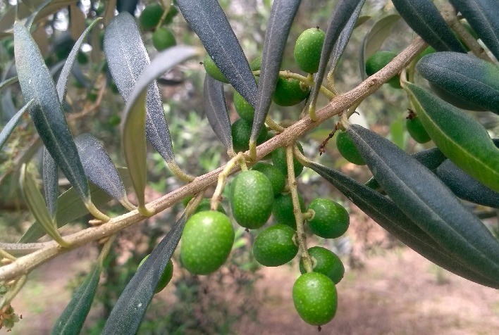 Paraná identifica 69 municípios aptos ao cultivo de oliveiras e fortalece potencial da olivicultura