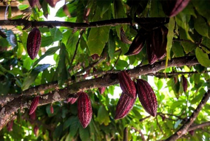 Dia Nacional da Mata Atlântica: sistemas agroflorestais com cacau e erva-mate unem preservação ambiental e geração de renda