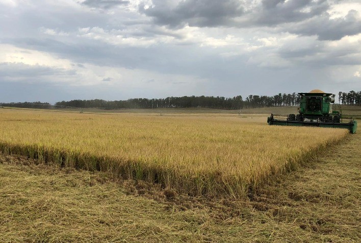 Colheita de arroz termina no Rio Grande do Sul e mercado enfrenta baixa liquidez com pressão nos preços