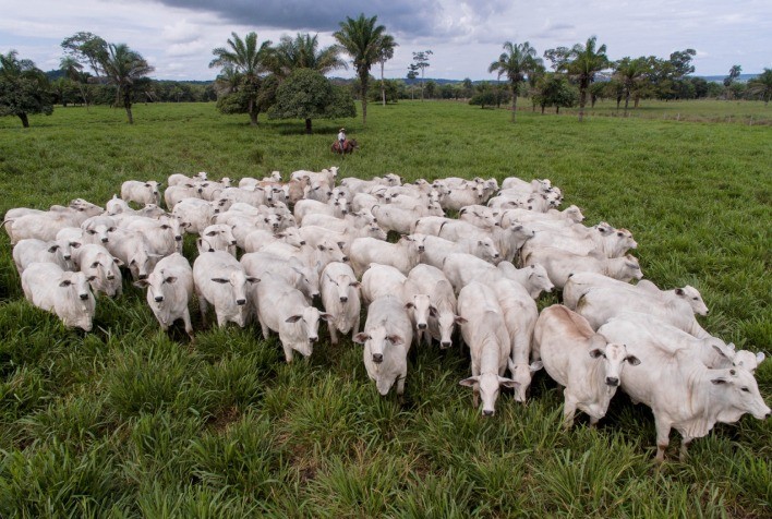 Pecuária pantaneira avança com tecnologia reprodutiva e acelera melhoramento genético no Pantanal